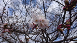 桜開花2017年度